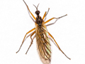 Melanogaster hirtella